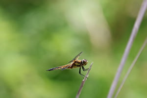 Filigran