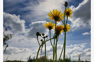 Blumenwiese