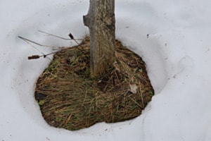 Frei von Schnee Frei von Schnee