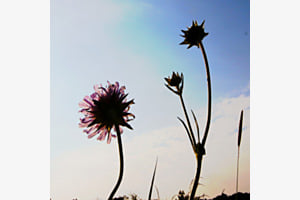 Wiesenblumen im Gegenlicht