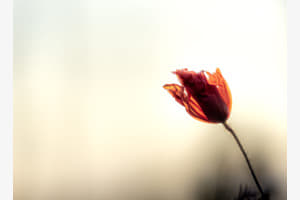 Red Red