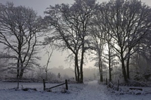 Winterwald
