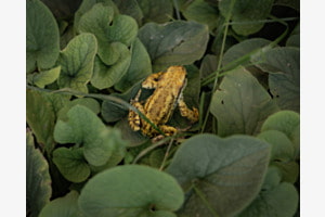 Kröte Freddy 🐸 Kröte Freddy 🐸