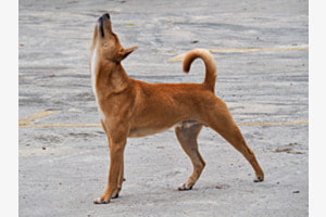 Hunde Yoga Hunde Yoga
