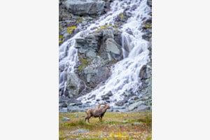 Steinbock Paradies 