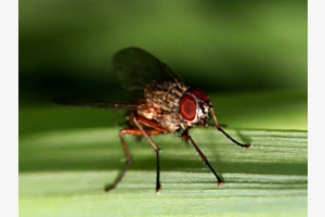 Fliege