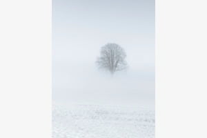 Schwebender Baum im Nebel Schwebender Baum im Nebel