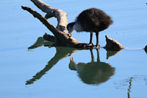 Spiegelbild