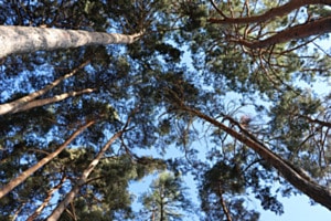 Blick in die Baumkronen Blick in die Baumkronen