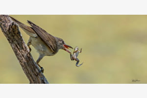 La rousserole turduïde et sa grenouille 