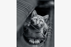 Nachbars Katze