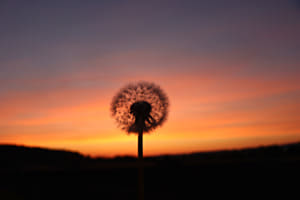 Pusteblume im Morgenlicht Pusteblume im Morgenlicht