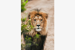 Stare down with a Lion
