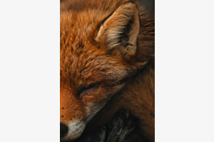 Wenn die Wildnis träumt