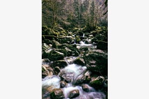 the river running through the woods