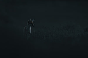 Der Wächter der Wiese