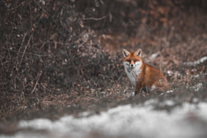 Zwischen Frost und Feuer