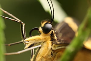 Porträt Schmetterling