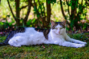 Lazy Cat