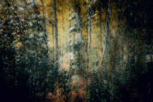 Im Auenwald