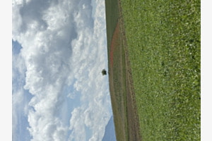 Kleiner Baum Kleiner Baum