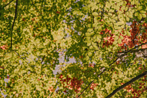 Kraft vom Wald Kraft vom Wald