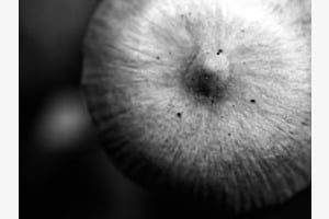 Erotischer Pilz Erotischer Pilz