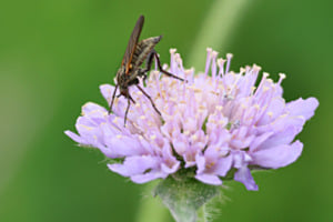 Gewürfelte Tanzfliege