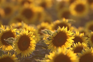 Sonnenblumen im Abendlicht Sonnenblumen im Abendlicht
