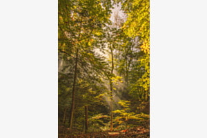 Sonnenschein im Wald