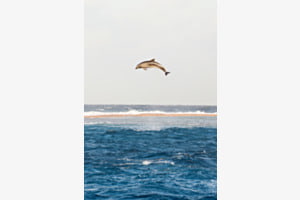Fly high