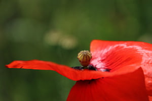Rest vom Klatschmohn