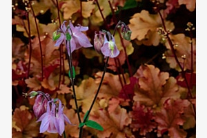Blumenzauberwelt Blumenzauberwelt