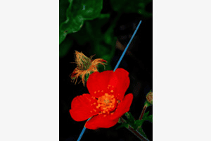 Blumenzuberwelt Blumenzuberwelt