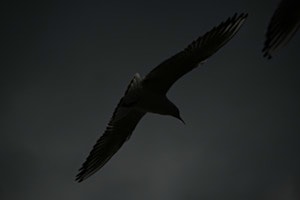 The Audacity, the Gumption and the Gull