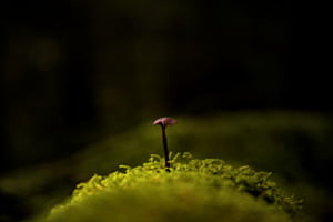 Einsamer Pilz Einsamer Pilz