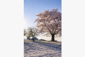 Blühender Baum im Winter Blühender Baum im Winter