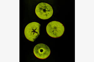 Äpfel 