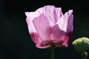 Lila Mohnblume