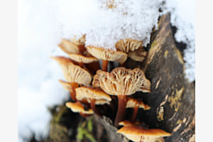 Unterm Schnee Unterm Schnee
