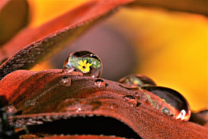 Doppelte Rudbeckia