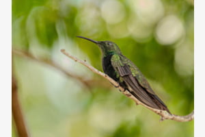 Green is the colour of Regality