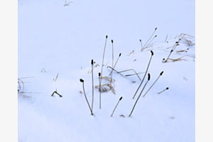 minimale Pflanzenwelt minimale Pflanzenwelt