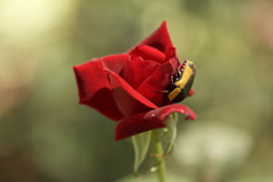 Dans les plis d'une rose