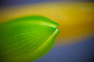 Tulpenblütenknospe