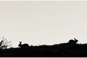 Stille Gesellschaft Stille Gesellschaft