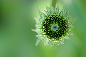 Grüne Welle