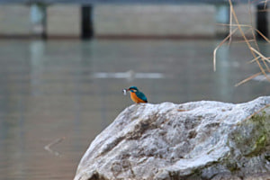 Eisvogel mit Fisch Eisvogel mit Fisch