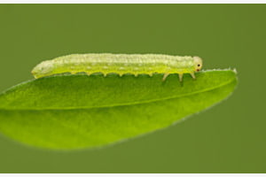 Grüne Raupe unterwegs