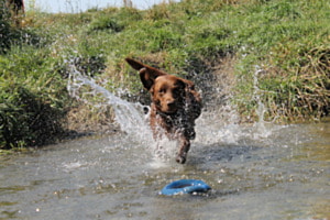 Splish Splash Splish Splash